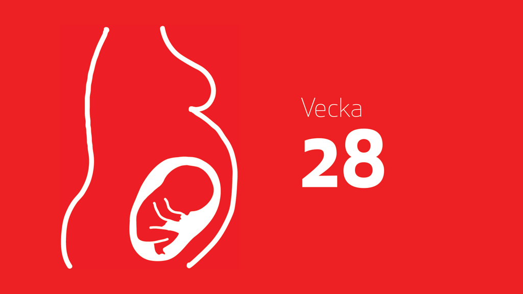 En tecknad bild på en bebis i magen och texten vecka 28