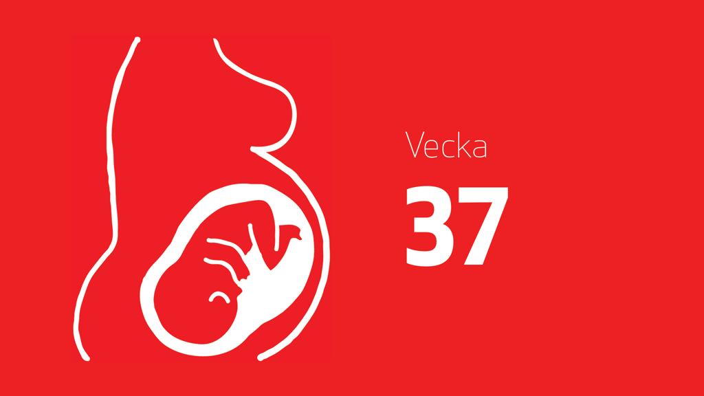 En tecknad bild på en bebis i magen och texten vecka 37