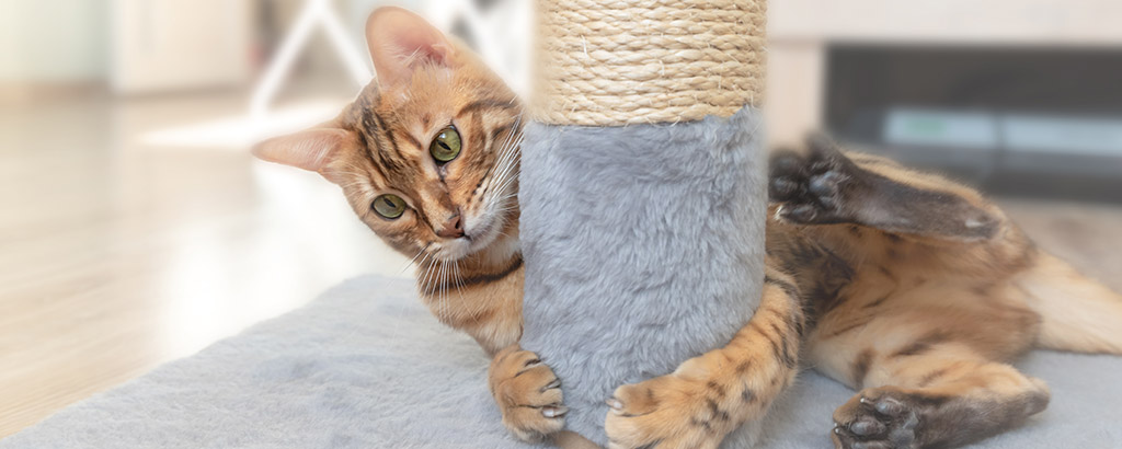 Katt leker och klöser på klösmöbel