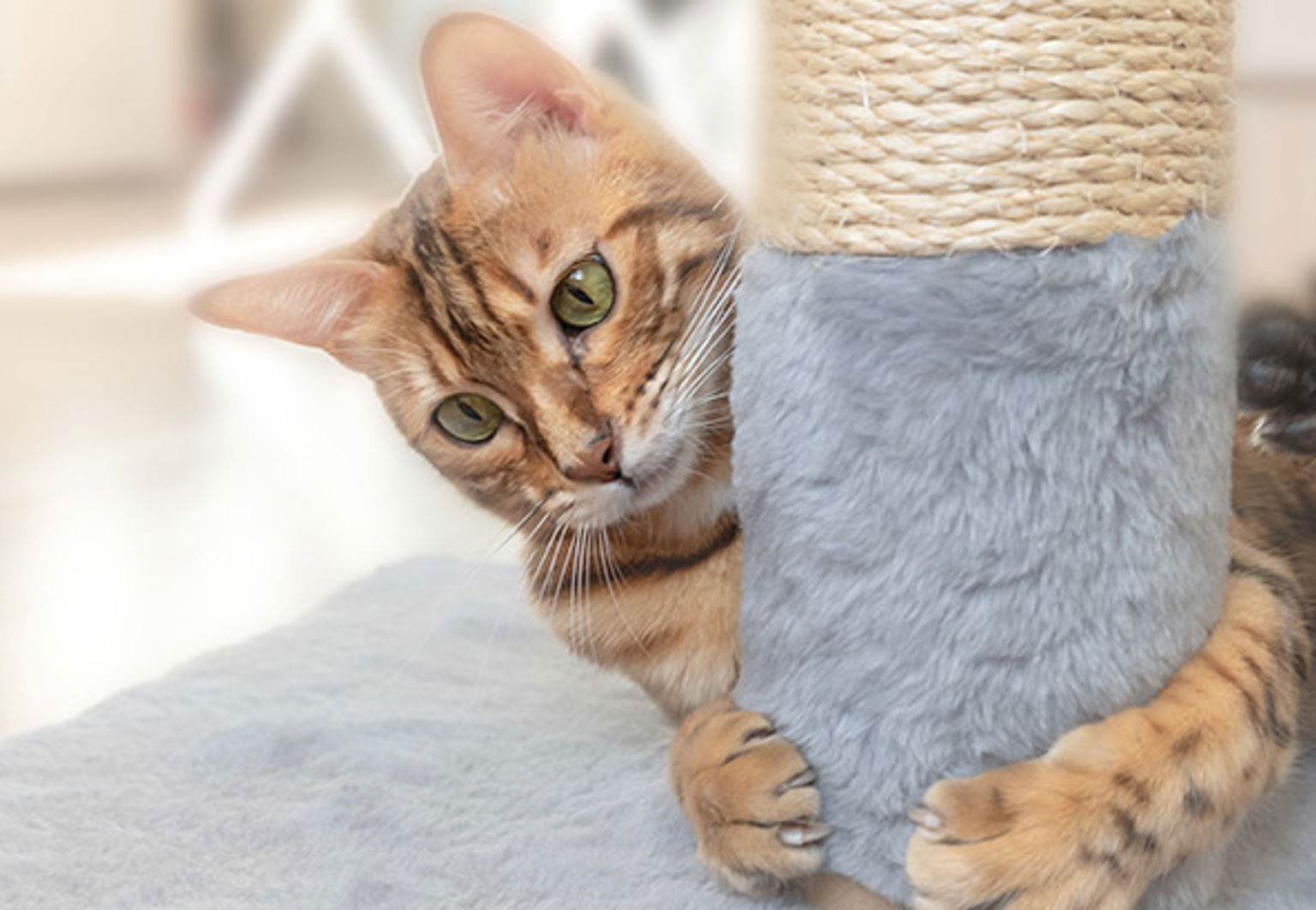 Katt leker och klöser på klösmöbel