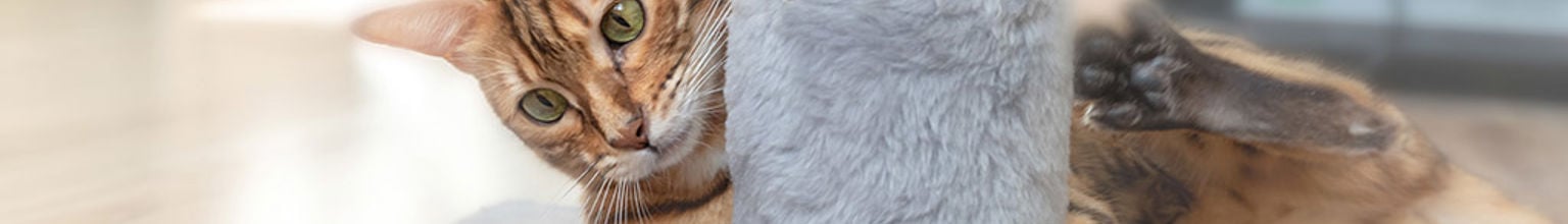 Katt leker och klöser på klösmöbel