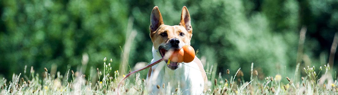 Hund biter i en leksak i ett skogsområde