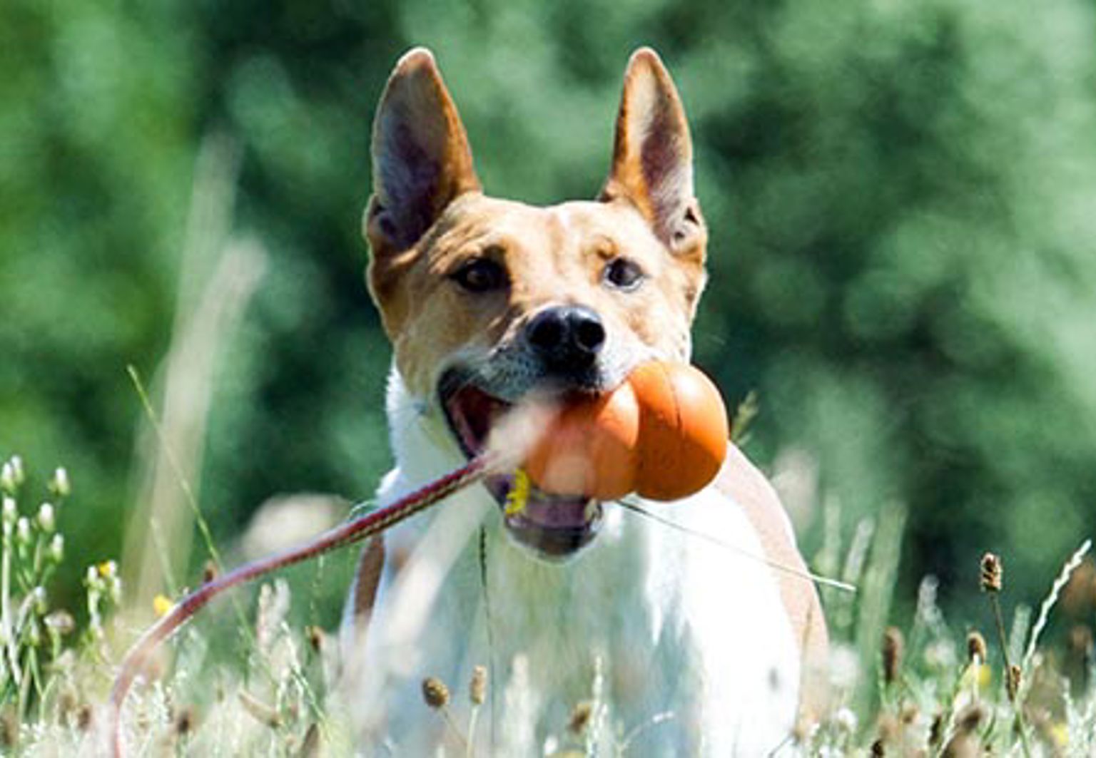 Hund biter i en leksak i ett skogsområde