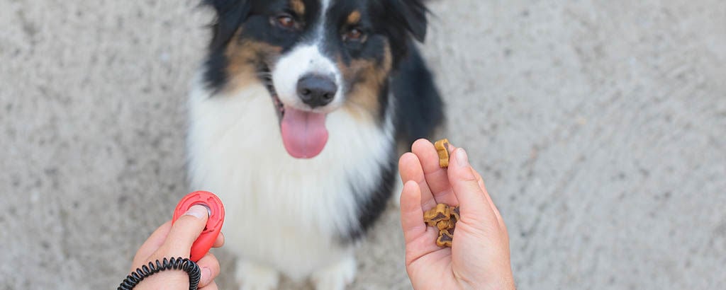 Hund tittar på matte som har hundgodis i handen
