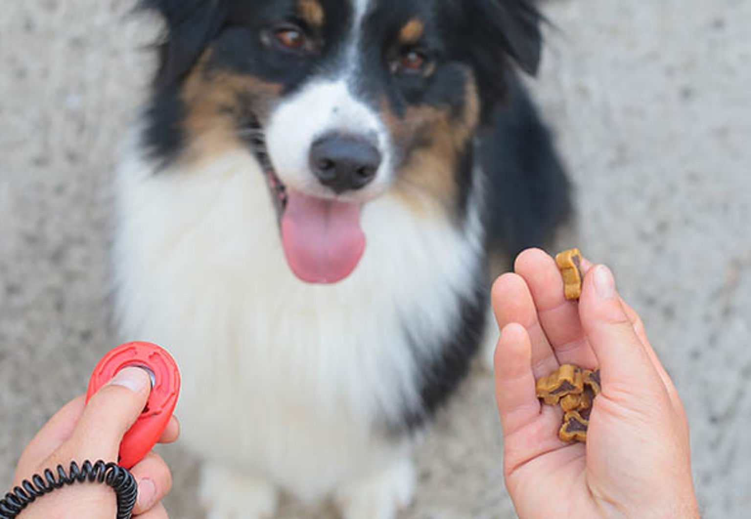 Hund tittar på matte som har hundgodis i handen