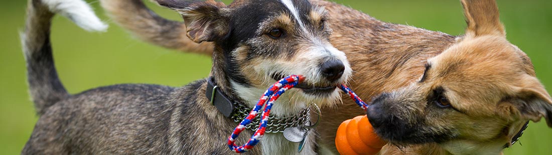 Två hundar vill båda ta tag i samma bitleksak