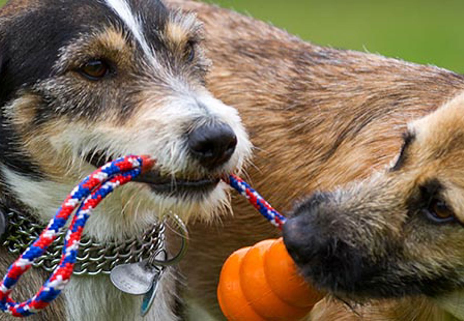 Två hundar vill båda ta tag i samma bitleksak