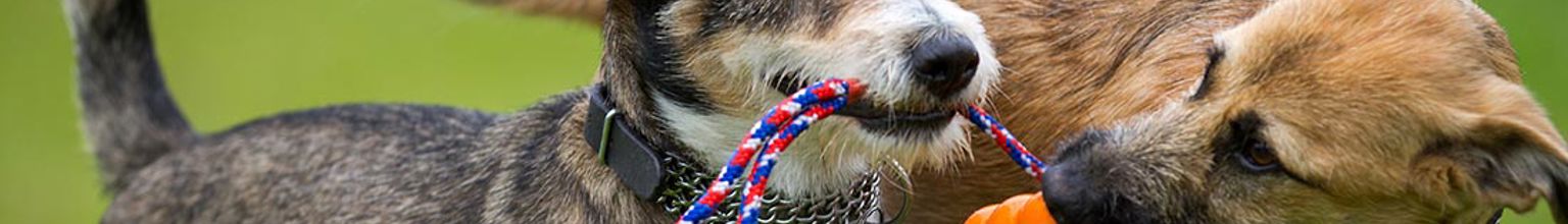 Två hundar vill båda ta tag i samma bitleksak