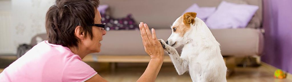 Hund möter mattes hand med tassen