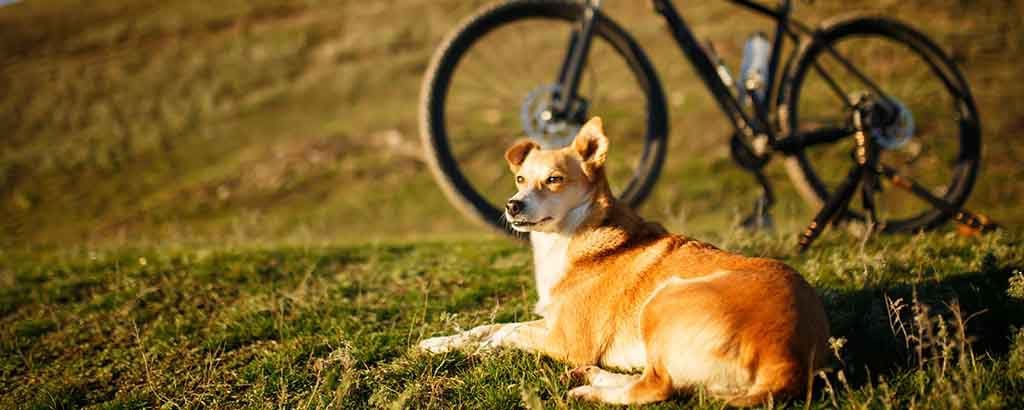 Hund ligger på gräsmatta bredvid cykel i solnedgång
