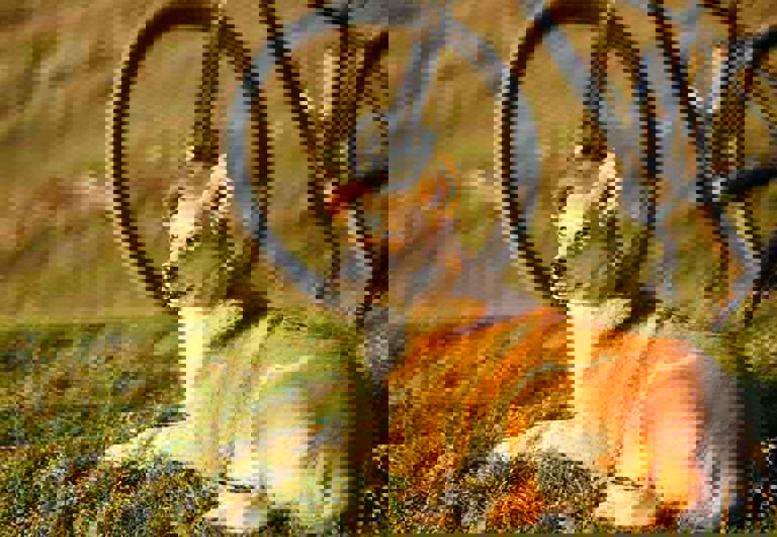 Hund ligger på gräsmatta bredvid cykel i solnedgång