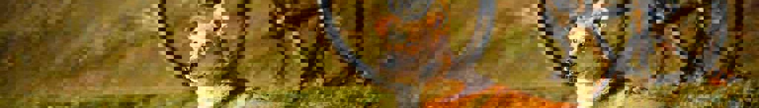 Hund ligger på gräsmatta bredvid cykel i solnedgång