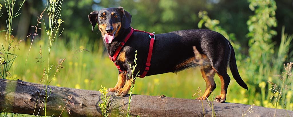 En glad hund på en liggande trästock