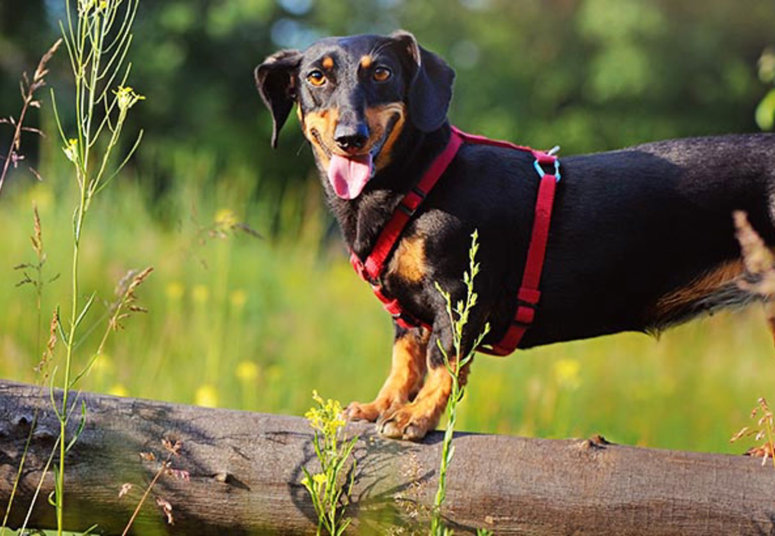 En glad hund på en liggande trästock