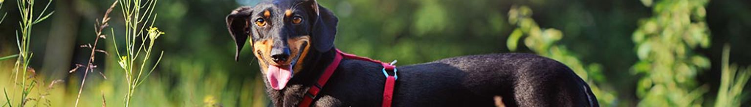 En glad hund på en liggande trästock