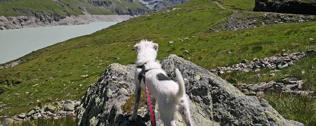 Hund tittar på utsikten under fjällvandring