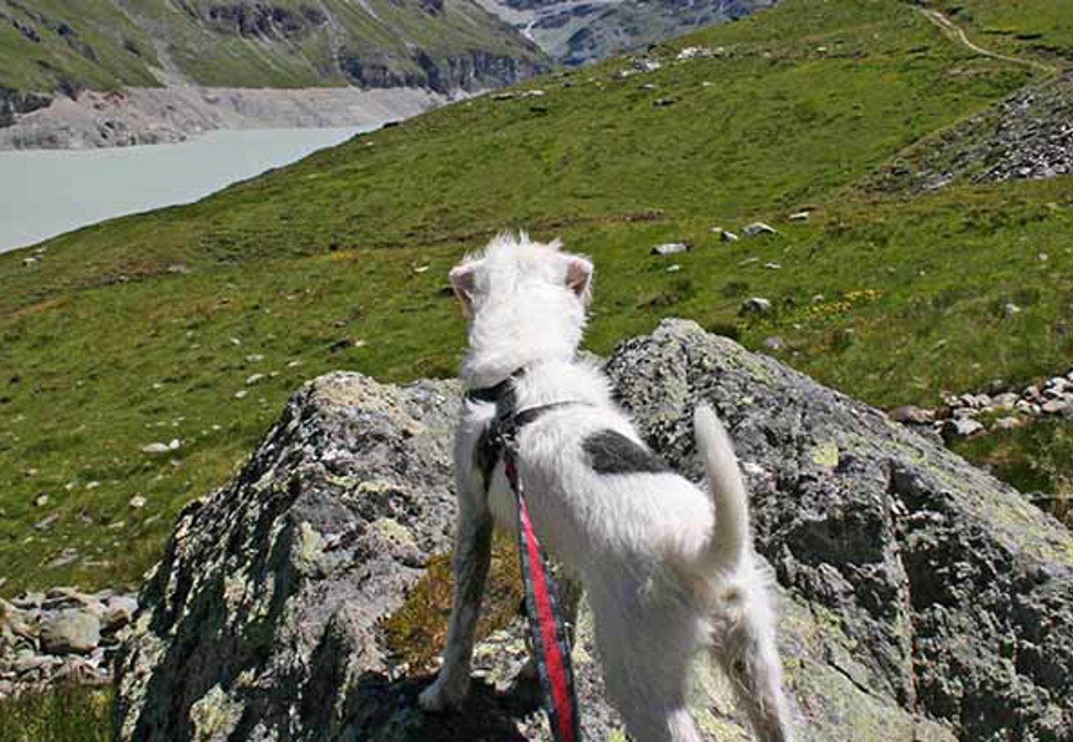 Hund tittar på utsikten under fjällvandring