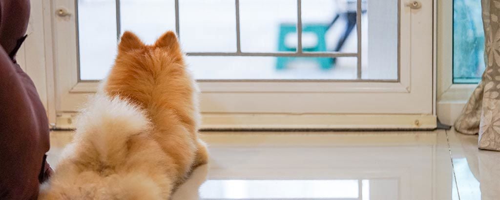 liten hund spets tittar ut genom en glasdörr