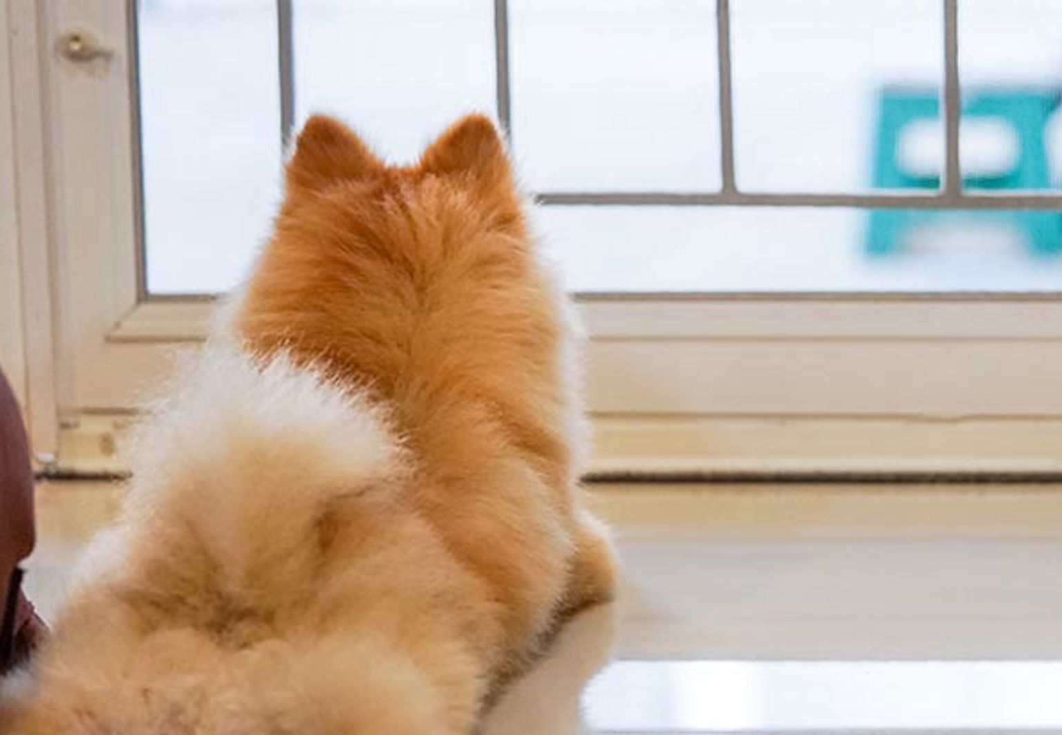 hund spets ligger och tittar ut genom en glasdörr