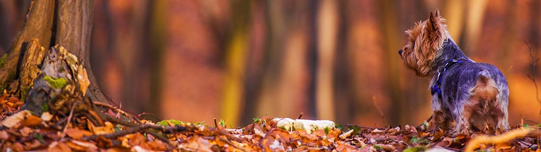 yorkshireterrier på promenad i höstskog