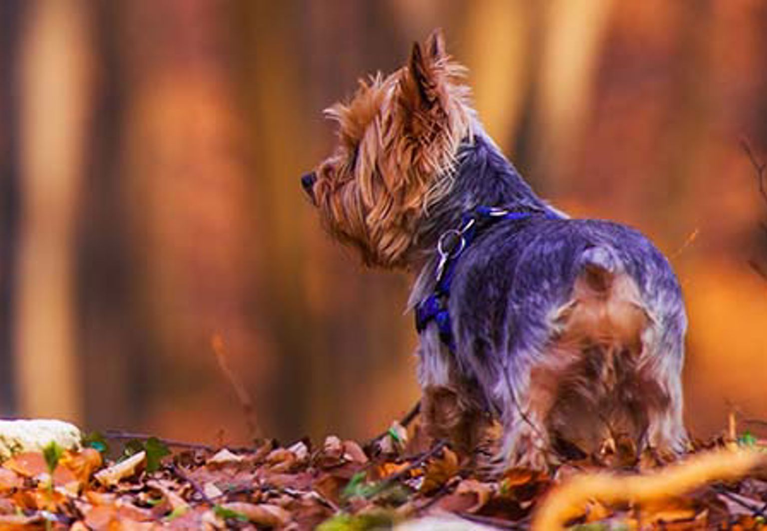 yorkshireterrier på promenad i höstskog