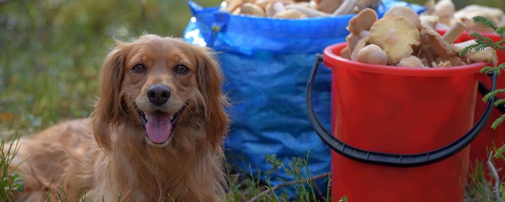 Hund ligger bredvid hinkar med kantareller