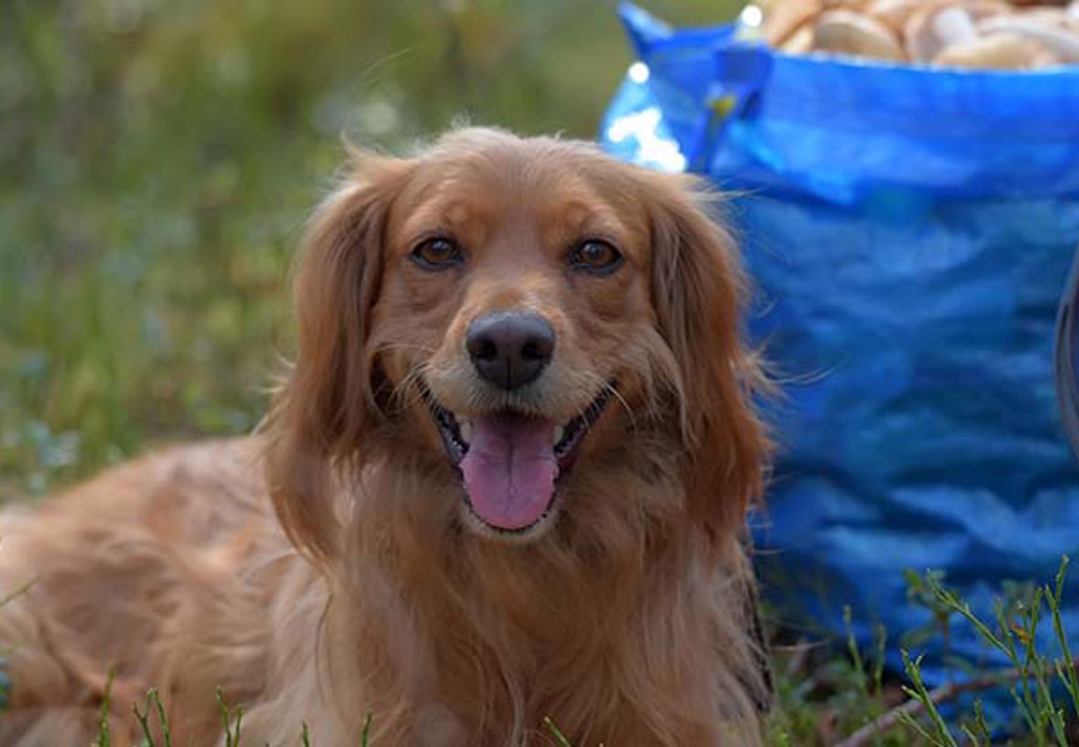 Hund ligger bredvid hinkar med kantareller
