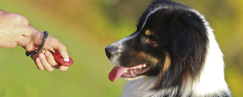 Hund tittar på en klicker som matte håller i