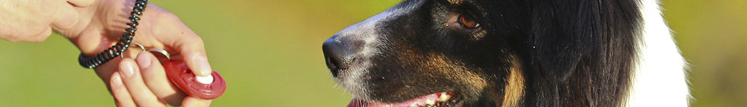 Hund tittar på en klicker som matte håller i