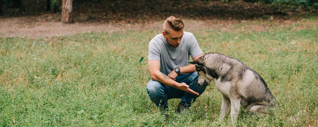 Husse och hund är ute och tränar på gräsmattan