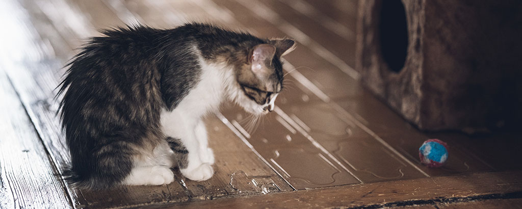 Katt ser en blå boll