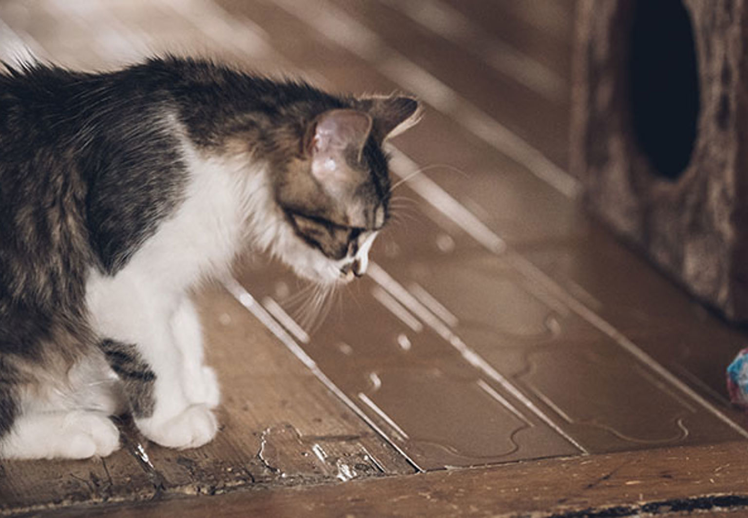 Katt ser en blå boll