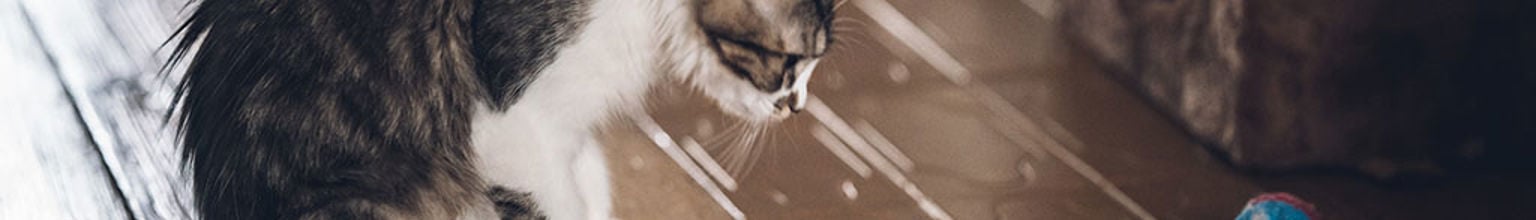 Katt ser en blå boll