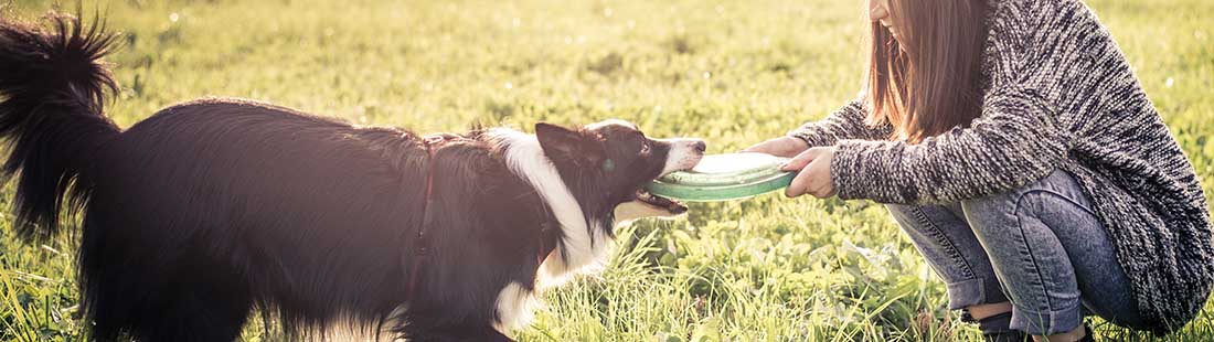 border collie har dragkamp om en frisbee med sin matte