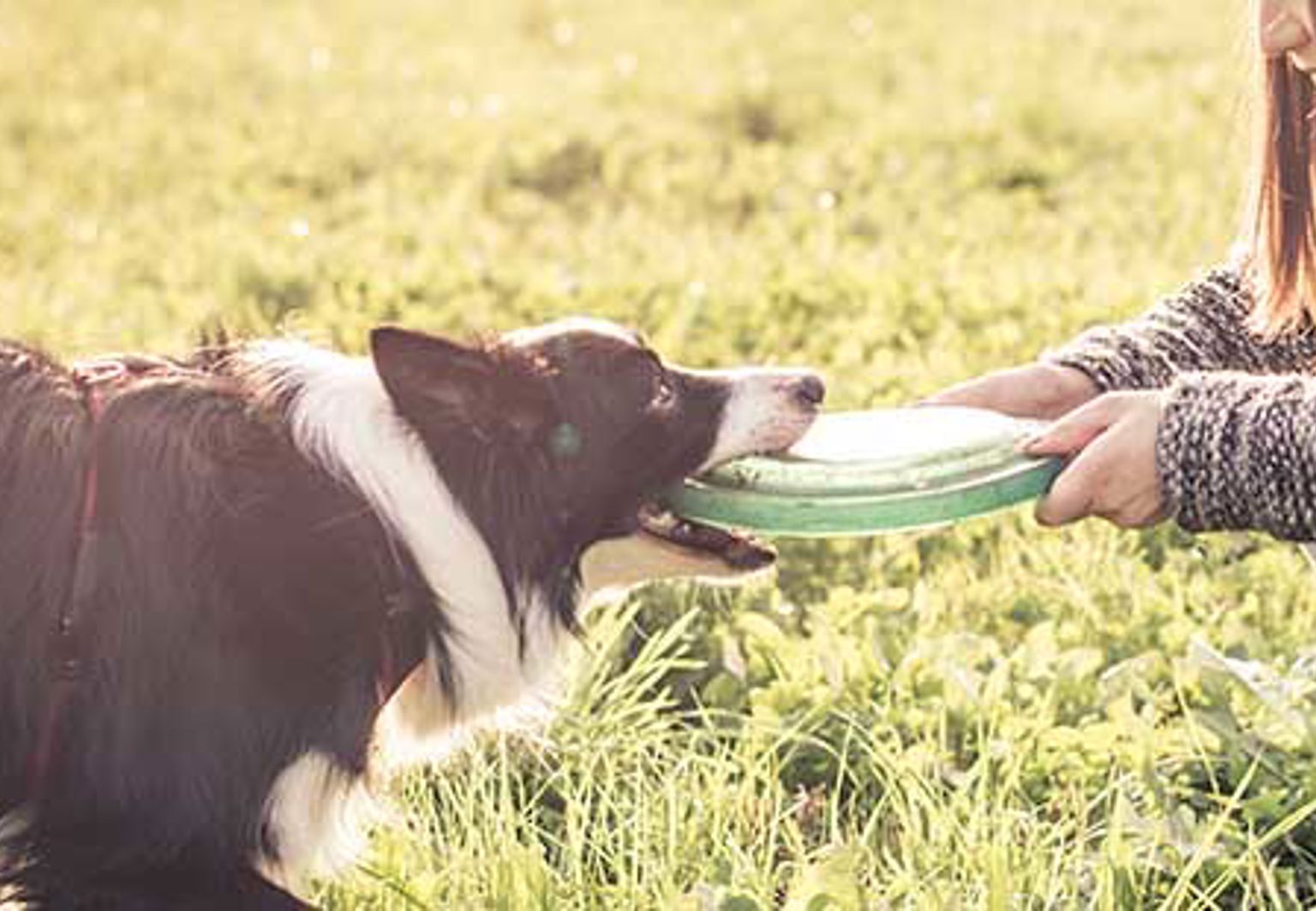 border collie har dragkamp om en frisbee med sin matte