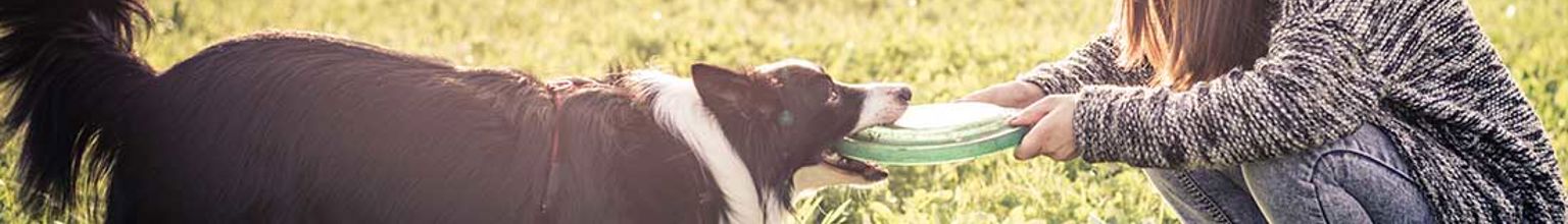 border collie har dragkamp om en frisbee med sin matte