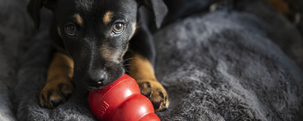 liten valp leker med en röd kong