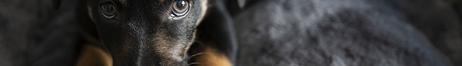 liten valp leker med en röd kong