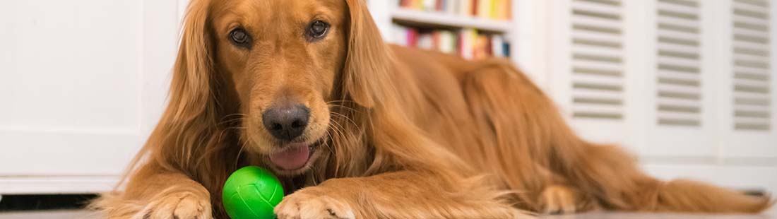 Hund ligger ner och har en tennisboll mellan tassarna