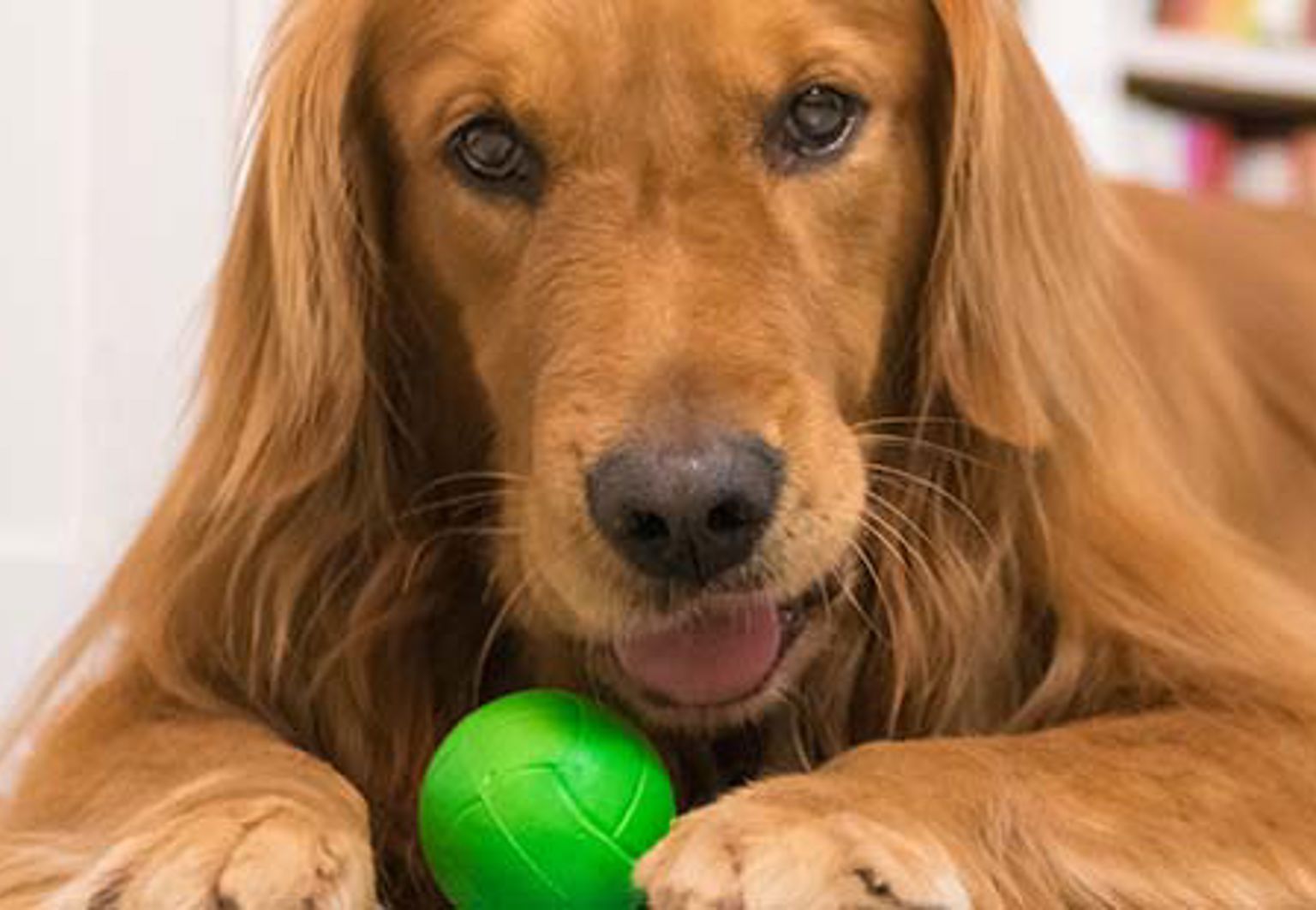 Hund ligger ner och har en tennisboll mellan tassarna