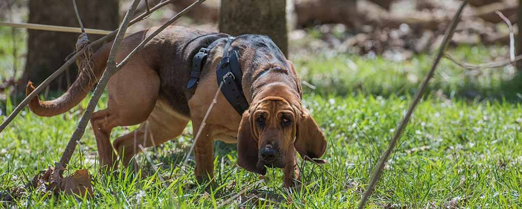 blodhund som spårar i gräs