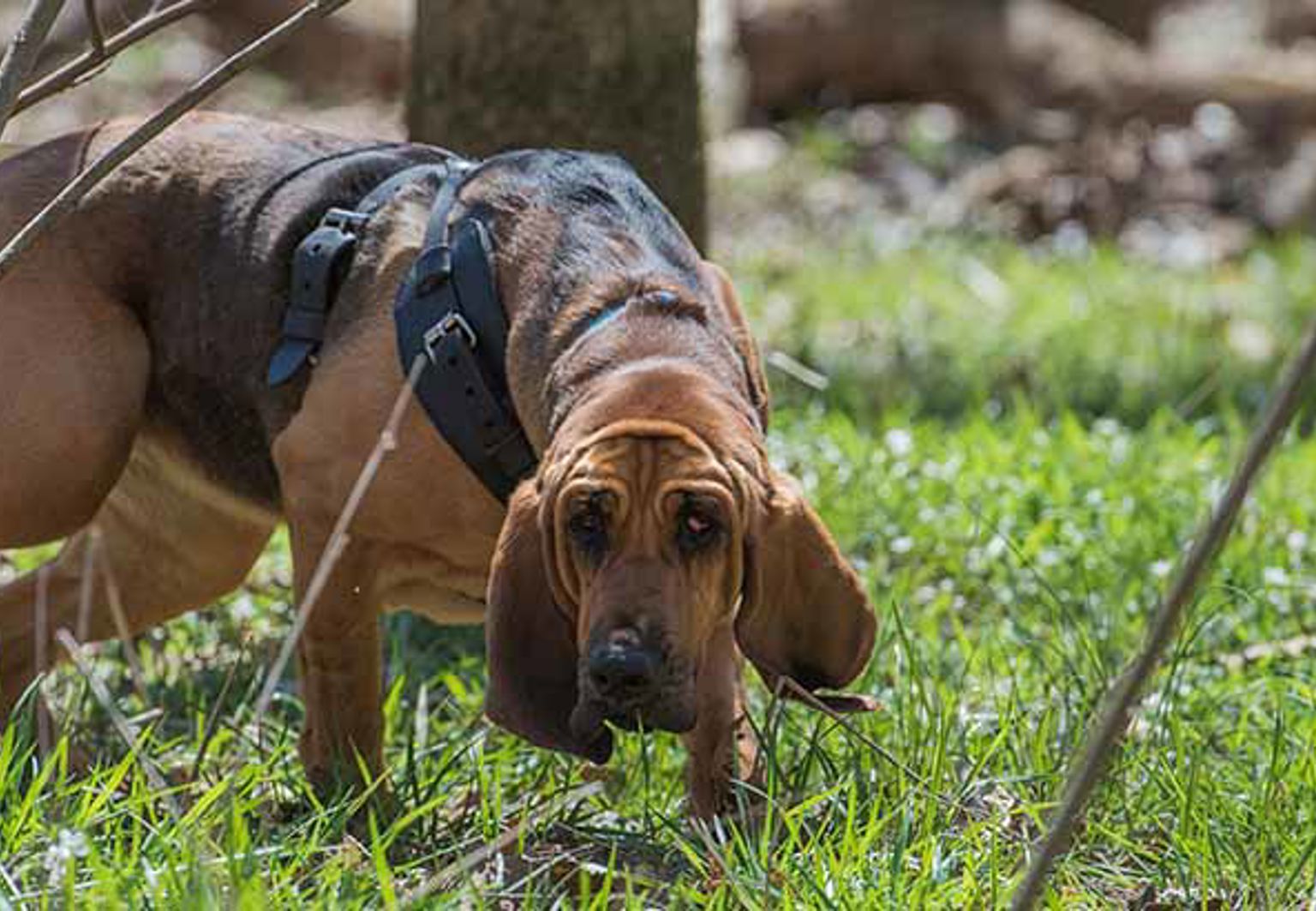 blodhund som spårar i gräs