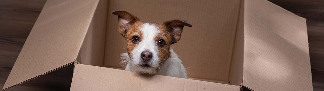 Hund sitter i en flyttlåda