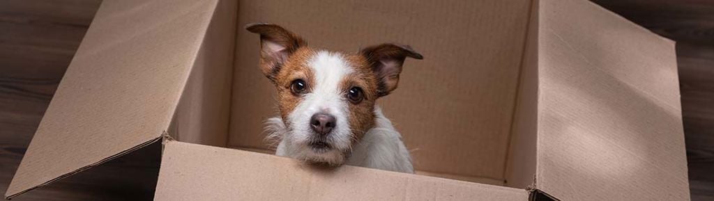 Hund sitter i en flyttlåda