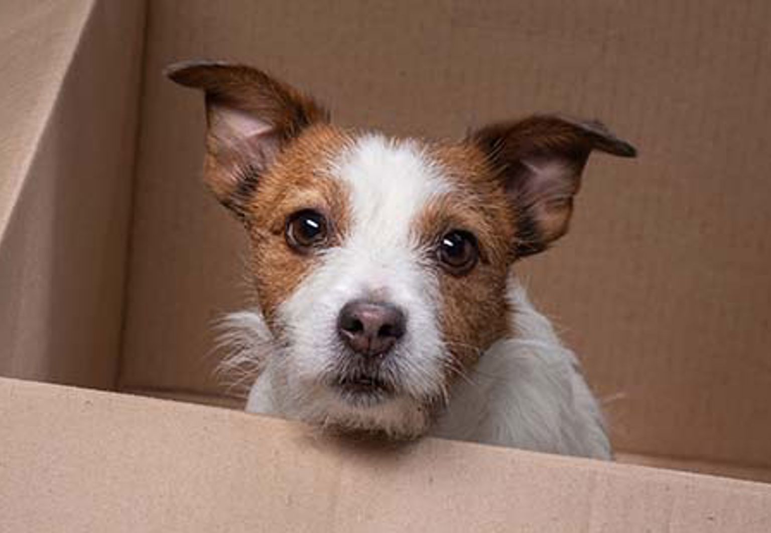 Hund sitter i en flyttlåda