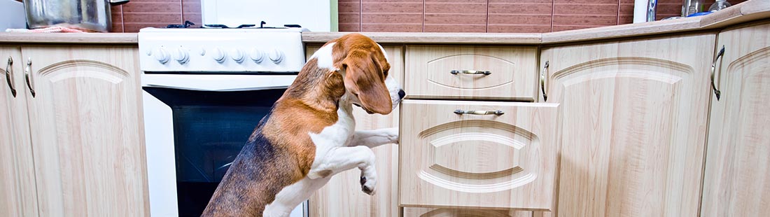 Hund stänger ett köksskåp i köket med framtassarna