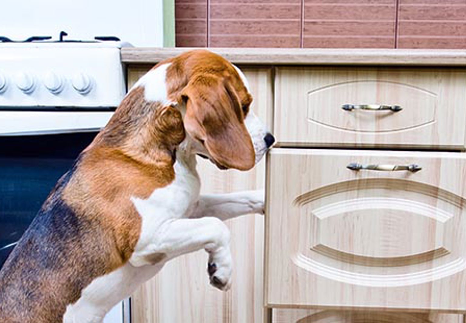 Hund stänger ett köksskåp i köket med framtassarna