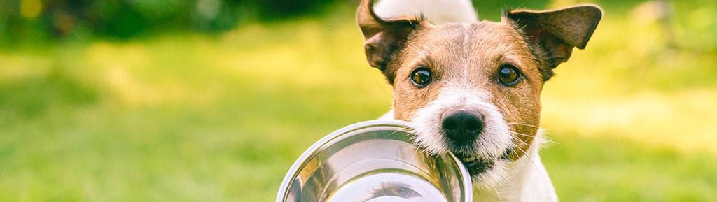 liten hund jackrussel bär på sin matskål