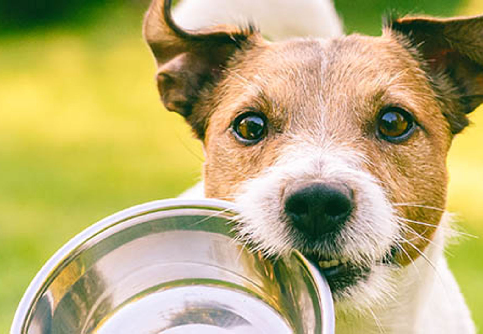 liten hund bär på sin matskål