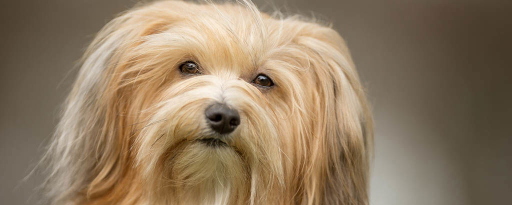 Närbild på långhårig hund